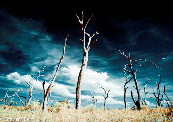 10. Arbres empoisonnés après le raz-de-marée de la Nouvelle Orléans en (infra rouge) / Poisoned trees after hurricane Katrina - New Orleans shot in infra red