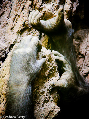 2. Les mains d'un gorille...endormi / Gorilla's hands - Bronx Zoo NY