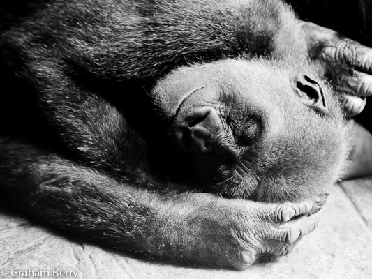 1. Femelle gorille endormie au zoo du Bronx / Female gorilla asleep - Bronx Zoo NY